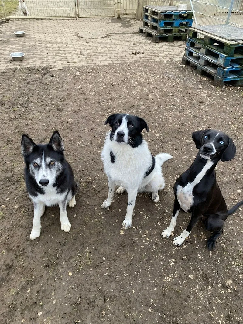 Hundeferienheim Forellenbach — Pension pour chats, Therwil, Bâle-Campagne. Foto 3