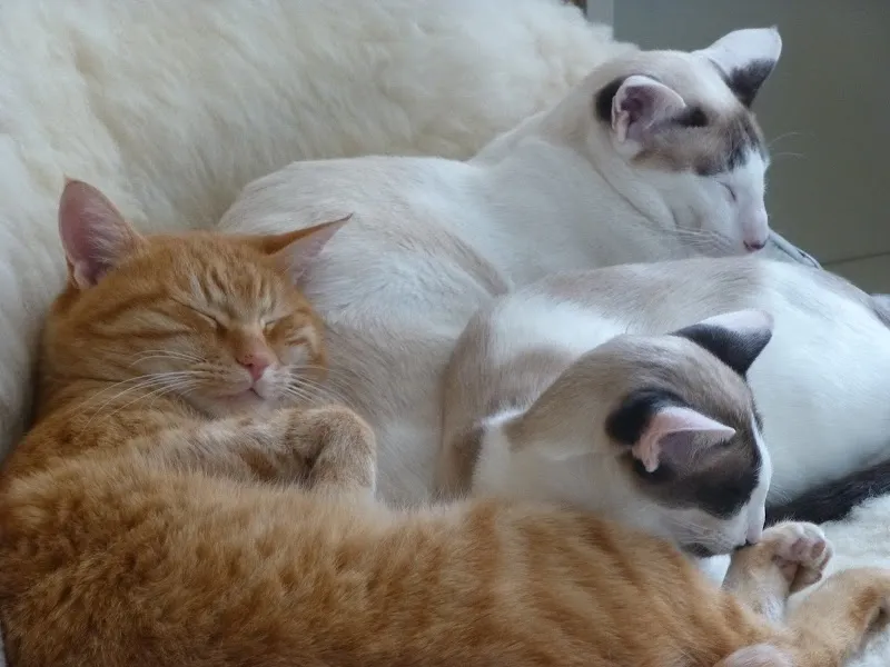 Katzehuus Pratteln — Katzenpension in Pratteln, Basel-Landschaft. Bewertung 4.6/5.