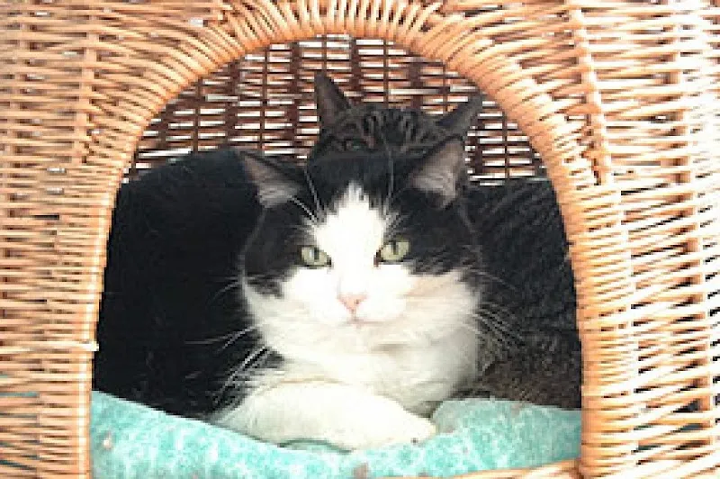 Katzehuus Pratteln — Katzenpension, Pratteln, Basel-Landschaft. Foto 2