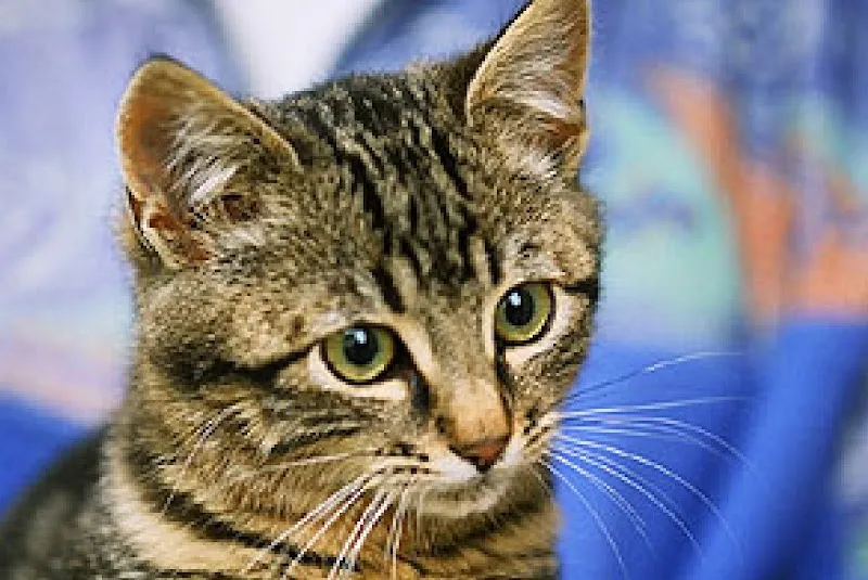 Katzehuus Pratteln — Katzenpension, Pratteln, Basel-Landschaft. Foto 3