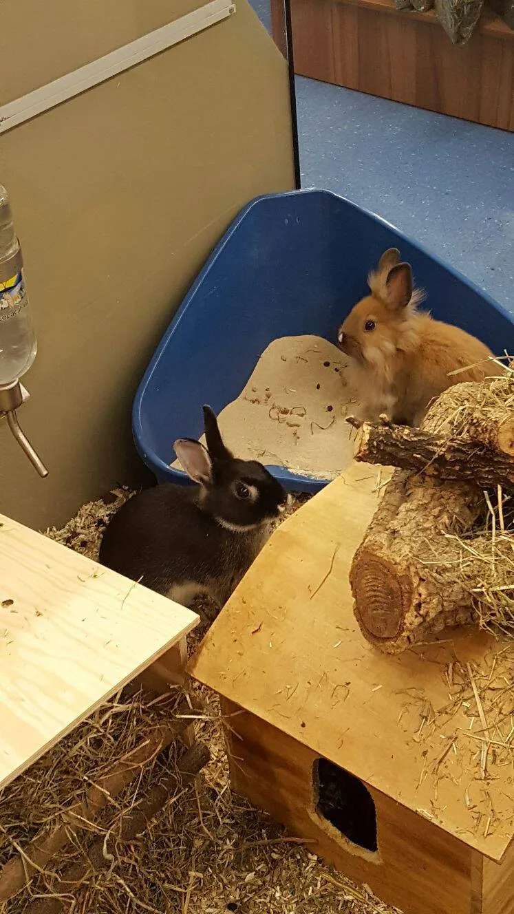 QUALIPET Center Wädenswil — Animalerie, Wädenswil, Zurich. Foto 3