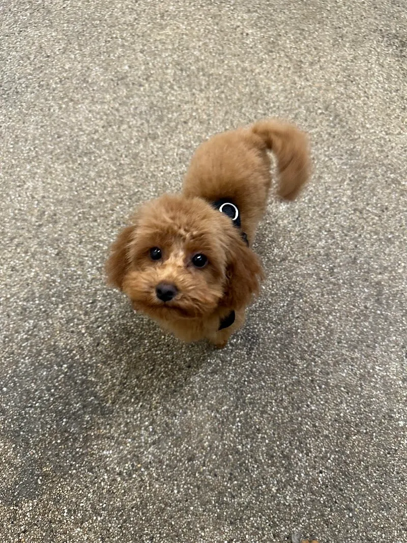 The Dog and Cat Shop — Zoofachhandel in Bäretswil, Zürich. Bewertung 5.0/5.