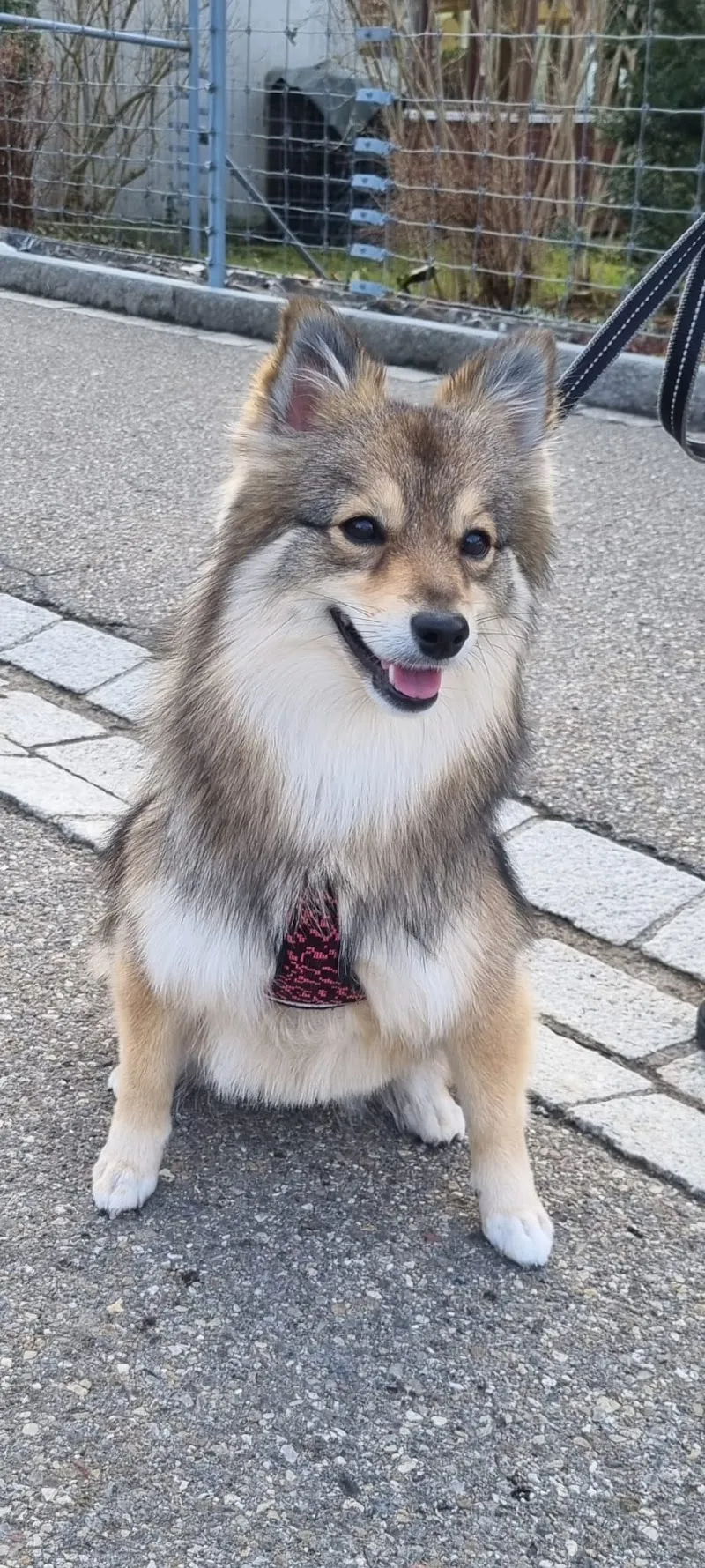 The Dog and Cat Shop — Animalerie, Bäretswil, Zurich. Foto 2