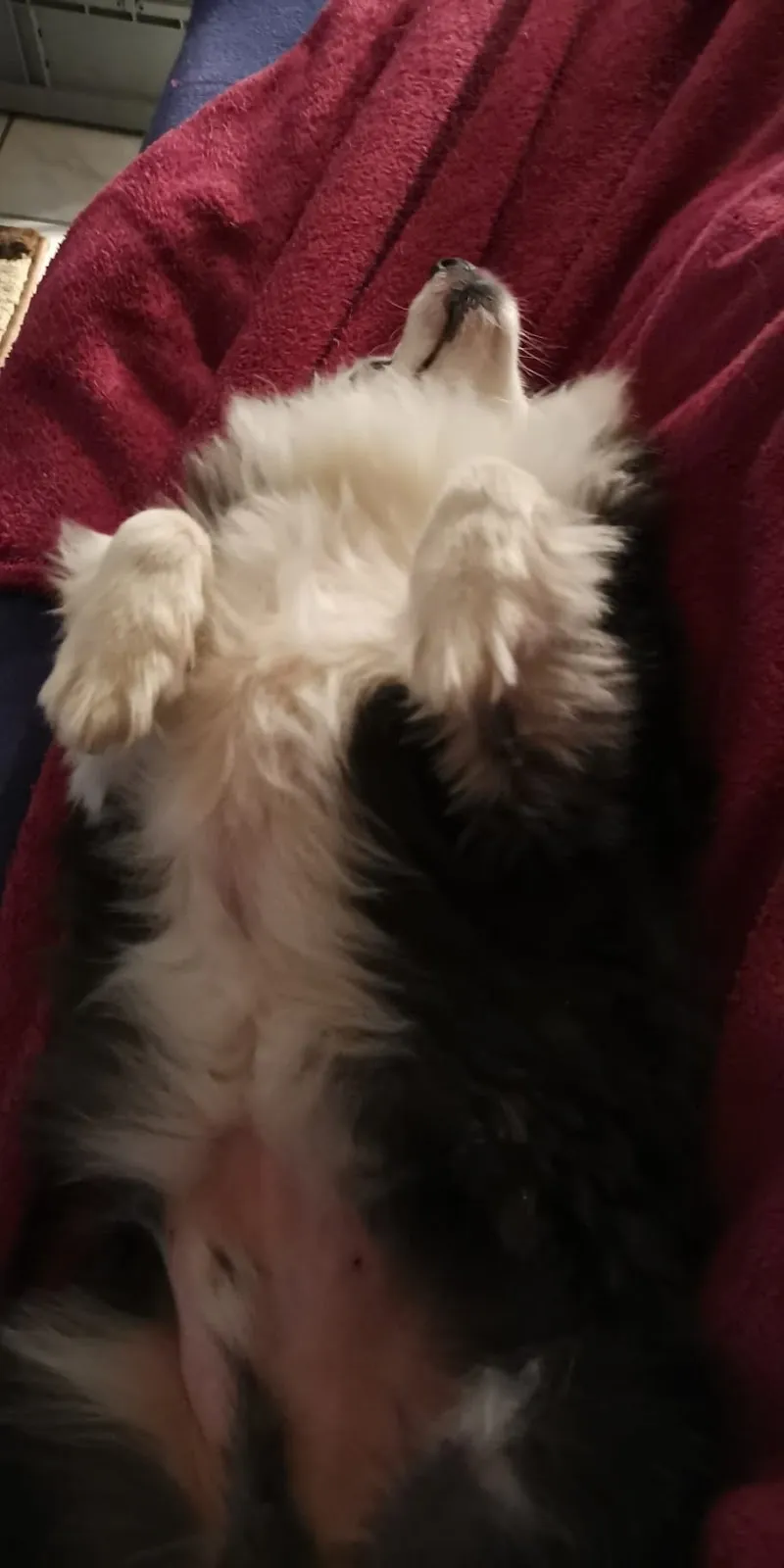 4pfotenfreund — Pension pour chats, Freienstein-Teufen, Zurich. Foto 2