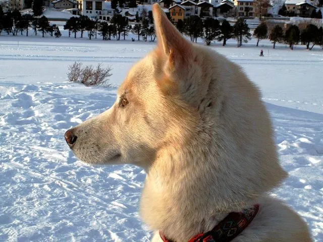 Wildlife Shop Heidi Müller-Ruoff — Animalerie, Stäfa, Zurich. Foto 2
