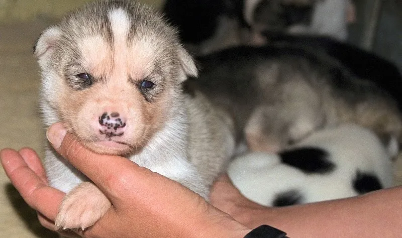 Wildlife Shop Heidi Müller-Ruoff — Animalerie, Stäfa, Zurich. Foto 3