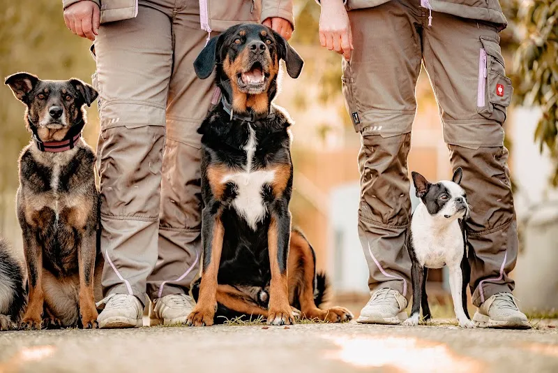 Sarora's Pfotenstube — Katzenpension in Safnern, Bern. Bewertung 4.9/5.