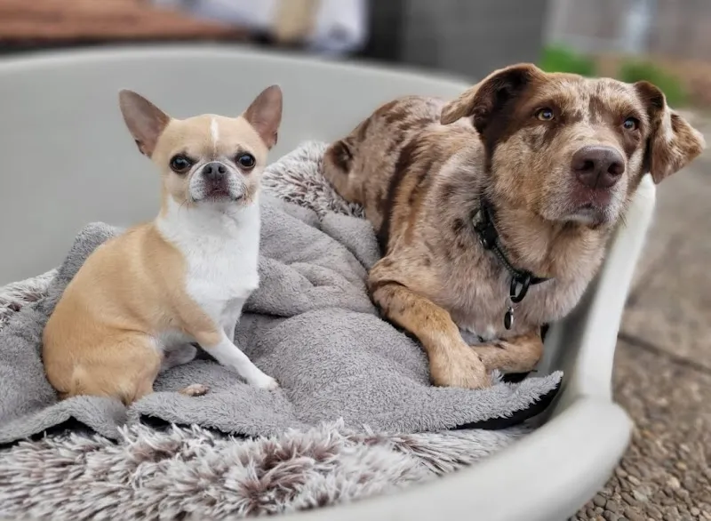 Sarora's Pfotenstube — Katzenpension, Safnern, Bern. Foto 2