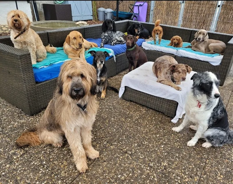 Sarora's Pfotenstube — Katzenpension, Safnern, Bern. Foto 3