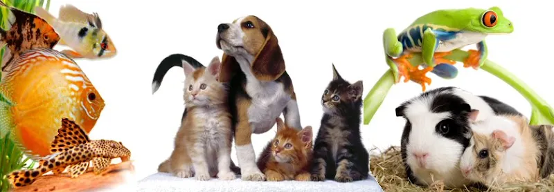 Zoo Roco AG — Animalerie, Lyss, Berne. Foto 2