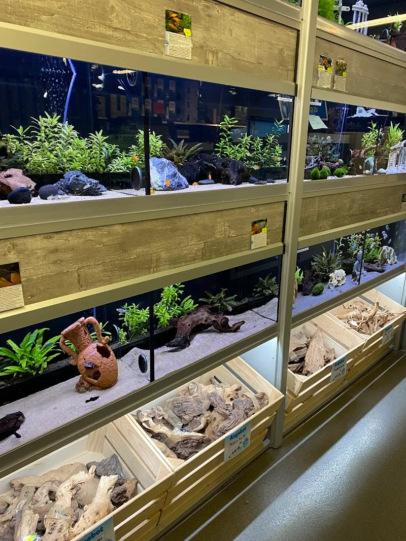 Zoo Widmer — Animalerie, Kirchdorf, Argovie. Foto 3