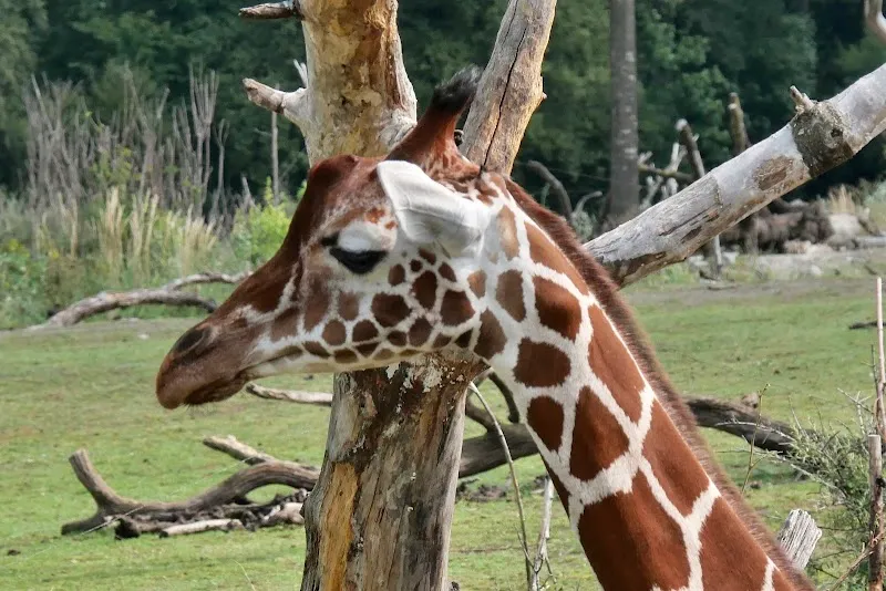 Zoolino — Animalerie, Zürich, Zurich. Foto 2