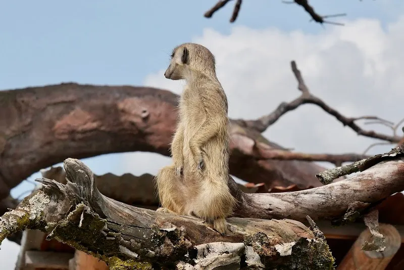 Zoolino — Animalerie, Zürich, Zurich. Foto 3