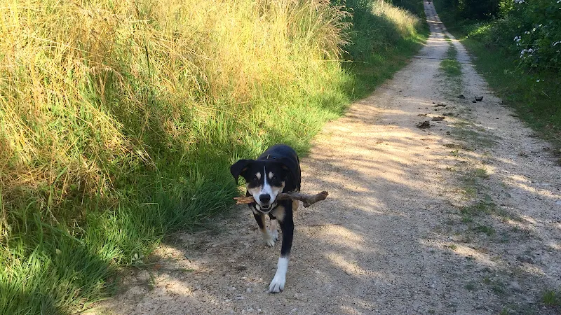 Spazierdienst & Tierbetreuung Patricia Küffer — Katzenpension in Böckten, Basel-Landschaft. Bewertung 5.0/5.