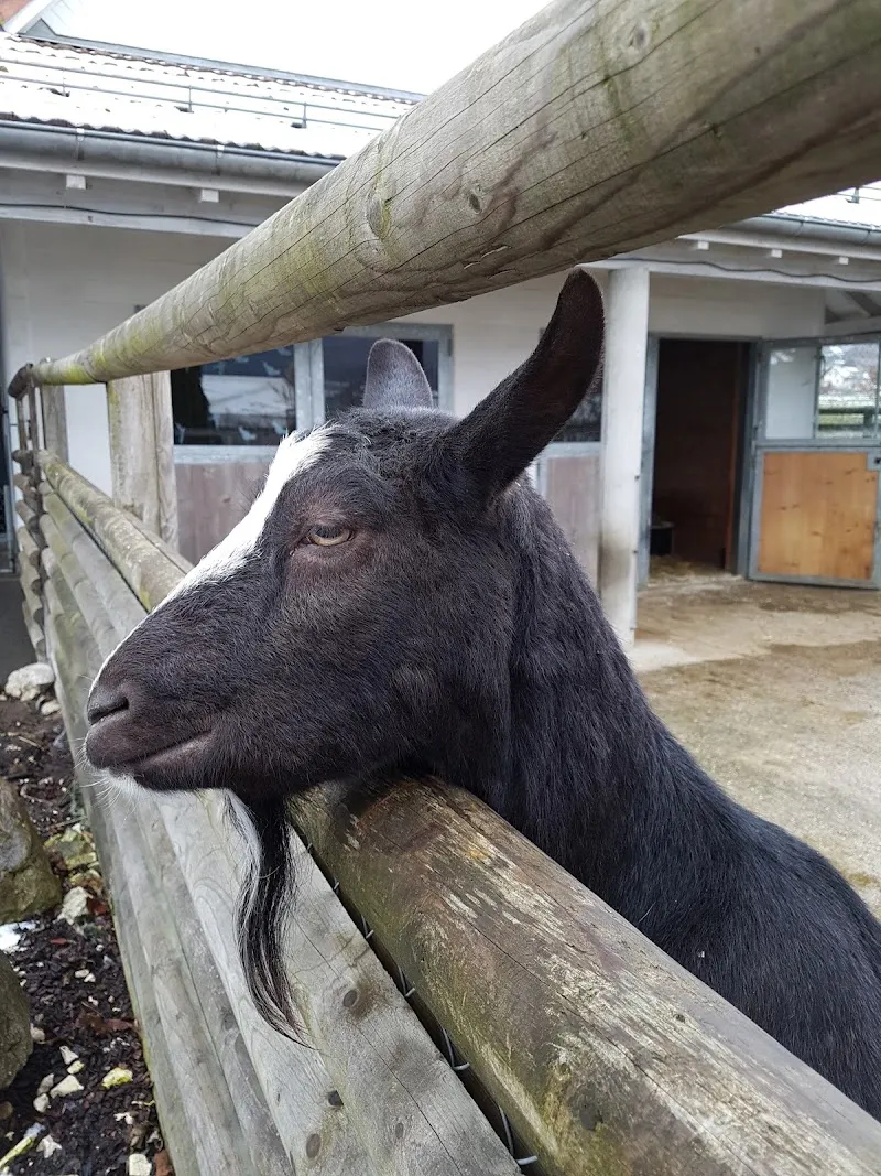 Susanne Klein Tier- und Pflegeheim Tierdörfli — Katzenpension in Wangen bei Olten, Solothurn. Bewertung 3.6/5.