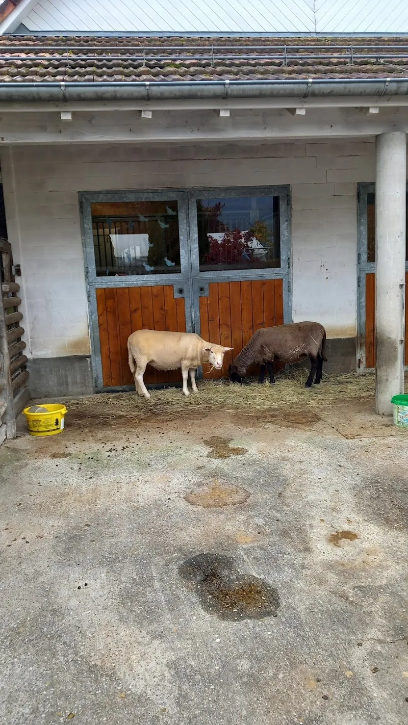 Susanne Klein Tier- und Pflegeheim Tierdörfli — Katzenpension, Wangen bei Olten, Solothurn. Foto 2