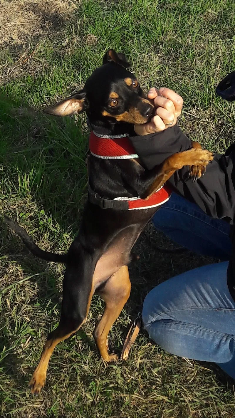 Susanne Klein Tier- und Pflegeheim Tierdörfli — Katzenpension, Wangen bei Olten, Solothurn. Foto 3