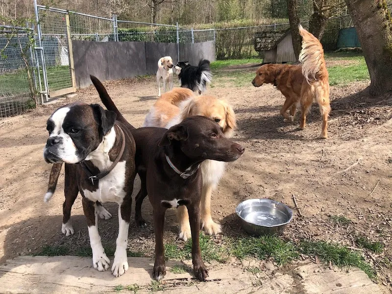 TIERZENTRUM HÖFLI — Katzenpension in Bätterkinden, Bern. Bewertung 4.8/5.