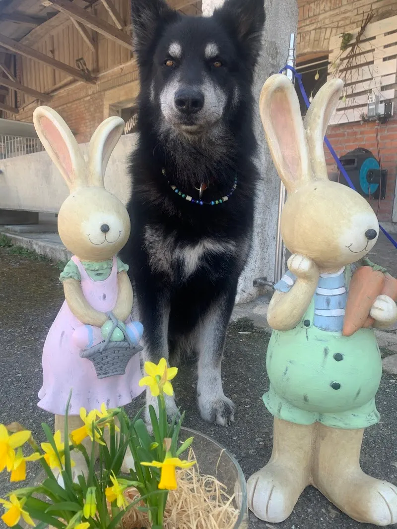 TIERZENTRUM HÖFLI — Pension pour chats, Bätterkinden, Berne. Foto 2