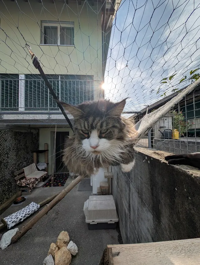 Tierzentrum Wengerhof — Pensione per gatti, Bellach, Soletta. Foto 3