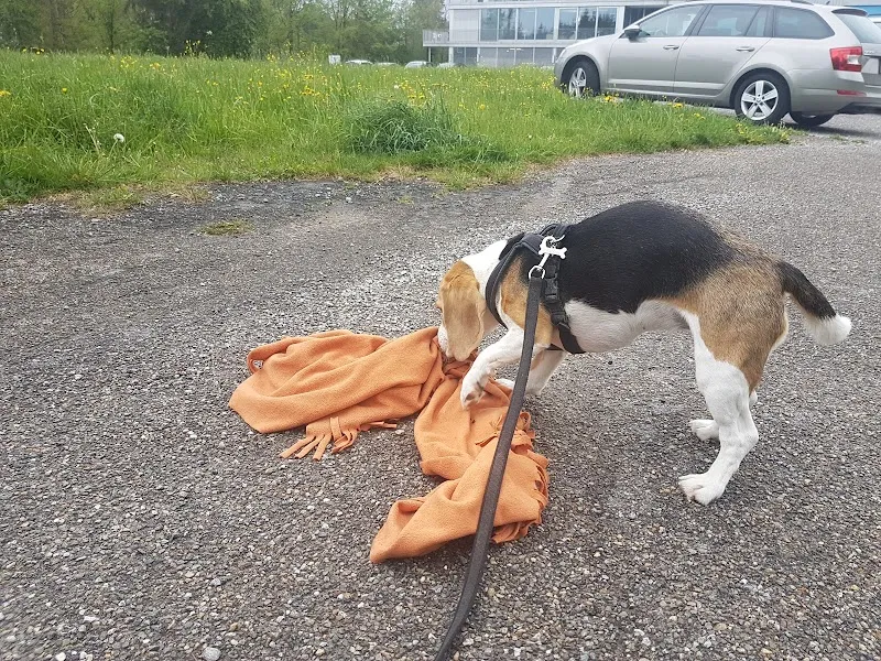 4pfotenbetreuung.ch — Katzenpension, Rapperswil-Jona, St. Gallen. Foto 2