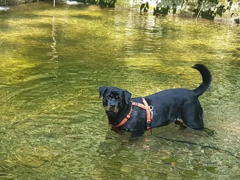 4pfotenbetreuung.ch — Katzenpension, Rapperswil-Jona, St. Gallen. Foto 3