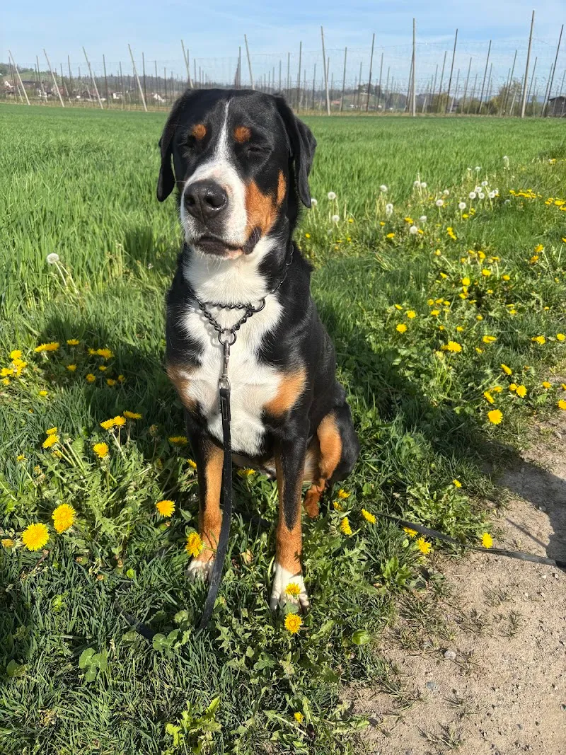 Haus der Tiere - Opfershofen | Tierpension & Webseiten — Katzenpension, Opfershofen, Thurgau. Foto 3