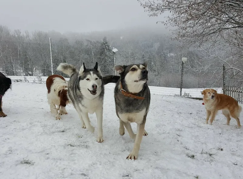 Haustierservice Beat Senn — Pensione per gatti, Schmidrüti, Zurigo. Foto 2