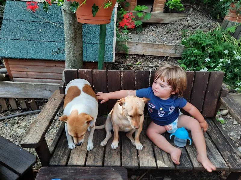 Haustierservice Beat Senn — Pensione per gatti, Schmidrüti, Zurigo. Foto 3