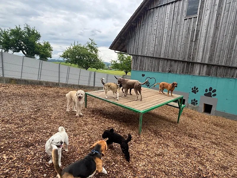 Hundeferien Toggenburg — Katzenpension in Lütisburg, St. Gallen. Bewertung 4.9/5.