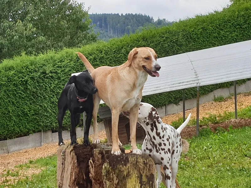 Hundeferien Toggenburg — Servizio per animali, Lütisburg, San Gallo. Foto 2