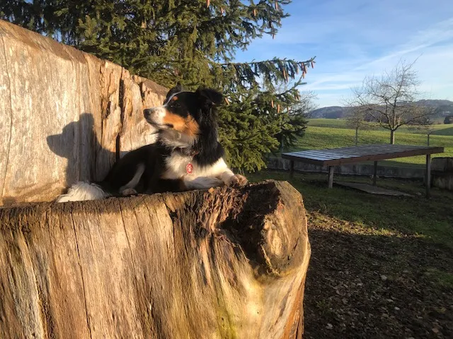 Hundeferien Toggenburg — Servizio per animali, Lütisburg, San Gallo. Foto 3
