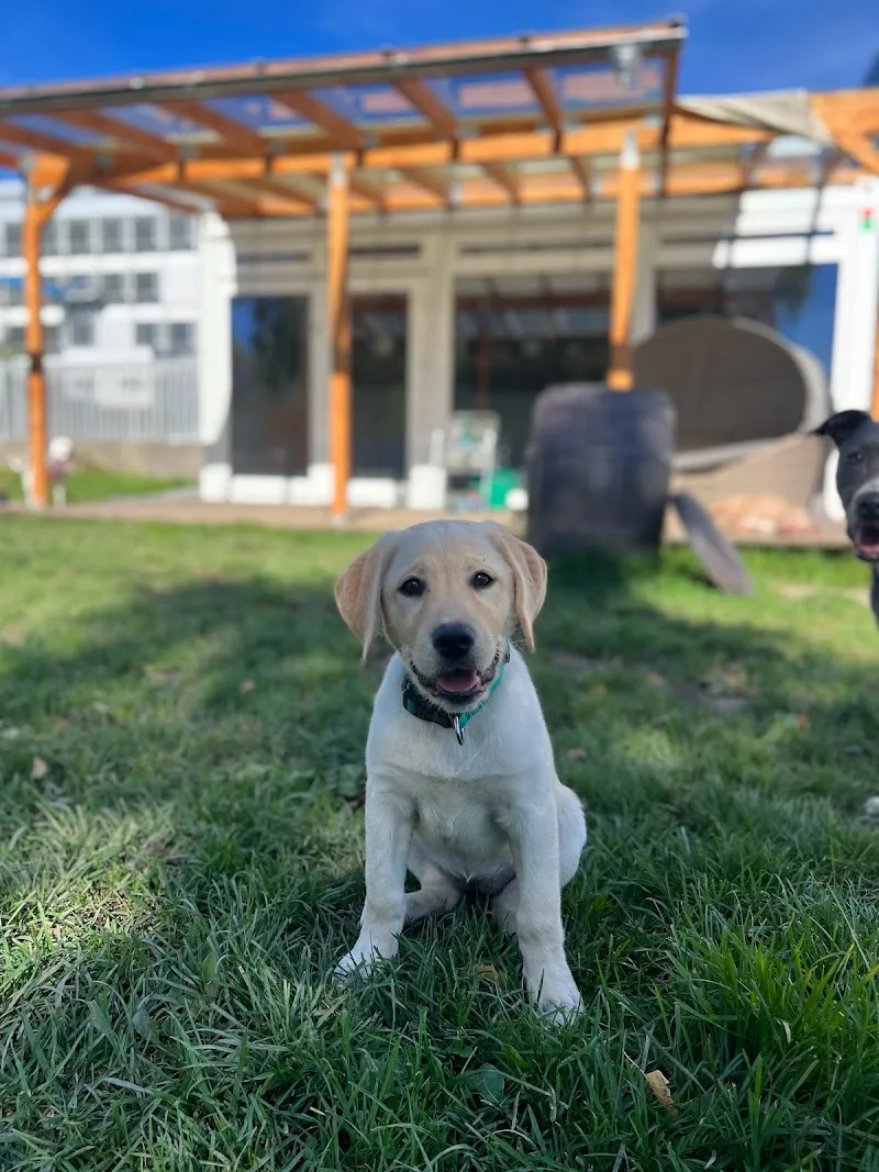 Hundekompetenzzentrum St. Gallen — Katzenpension in St. Gallen, St. Gallen. Bewertung 4.9/5.