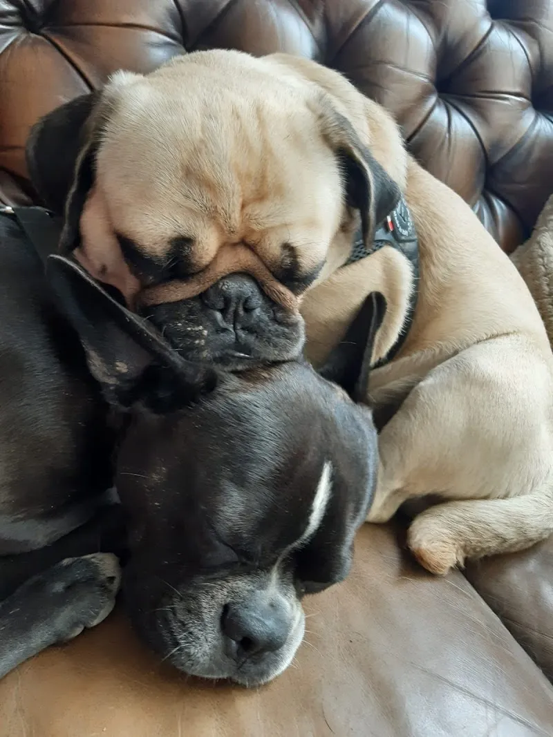 Hundekompetenzzentrum St. Gallen — Service animalier, St. Gallen, Saint-Gall. Foto 2