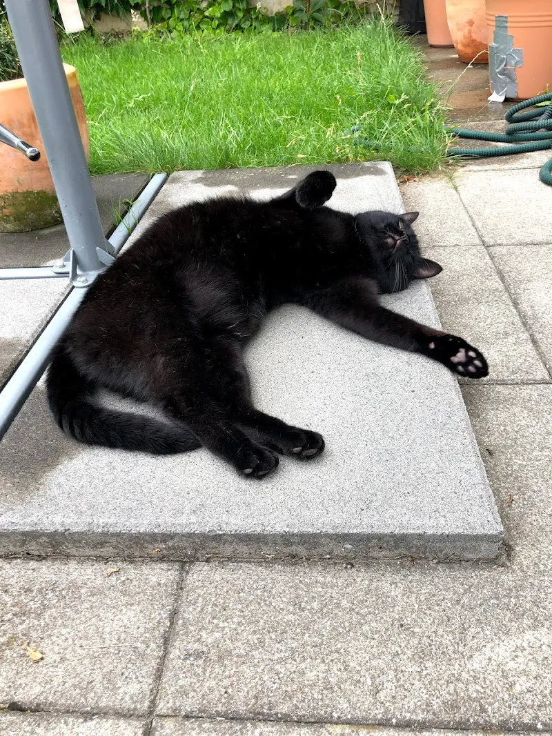 Mobile Tierbetreuung Wil — Katzenpension in Rossrüti, St. Gallen. 