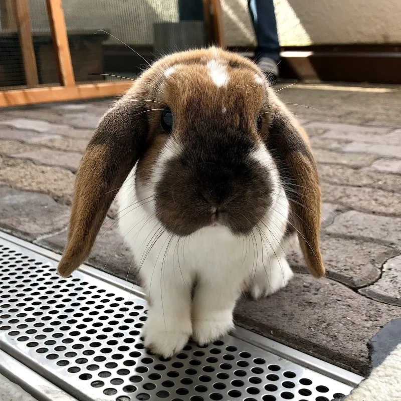 Mobile Tierbetreuung Wil — Katzenpension, Rossrüti, St. Gallen. Foto 2