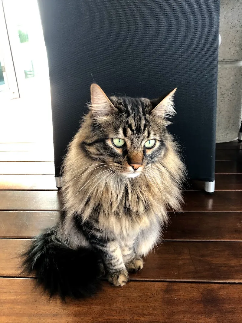 Mobile Tierbetreuung Wil — Katzenpension, Rossrüti, St. Gallen. Foto 3