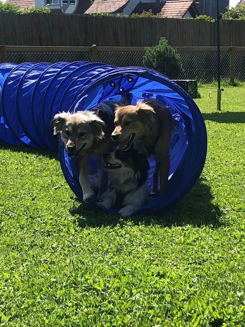 Tierhof mit Herz — Pet Service, Winden, Thurgau. Foto 2