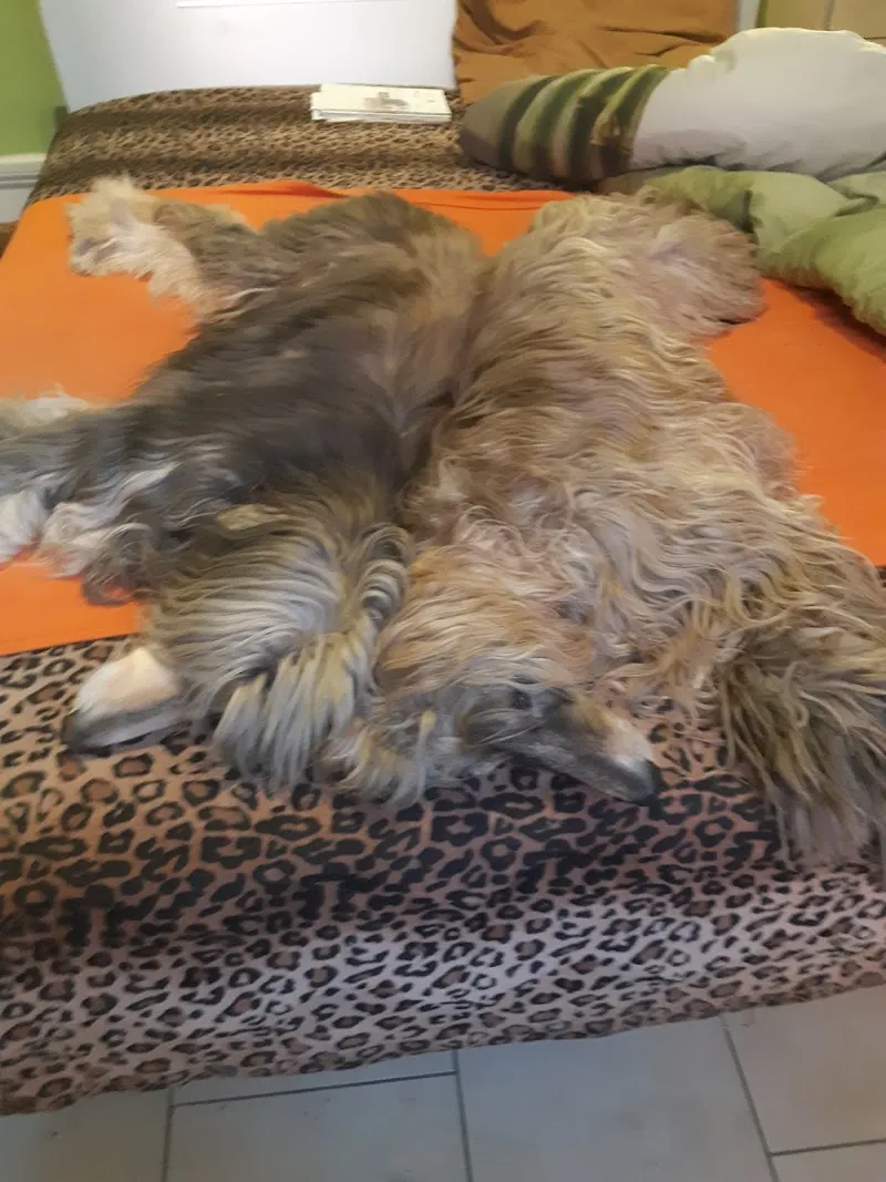 Tierpension Elfenhof — Katzenpension in Altstätten, St. Gallen. Bewertung 4.4/5.