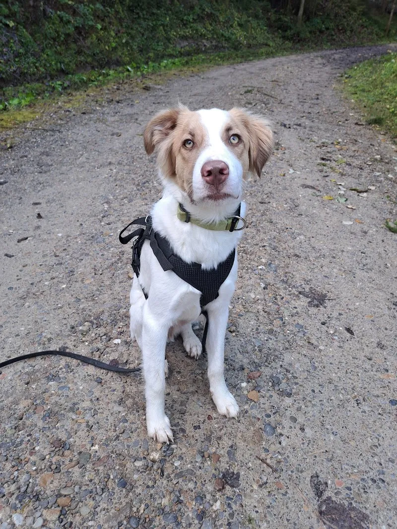 WalkwithFriends — Katzenpension, Oberuzwil, St. Gallen. Foto 2