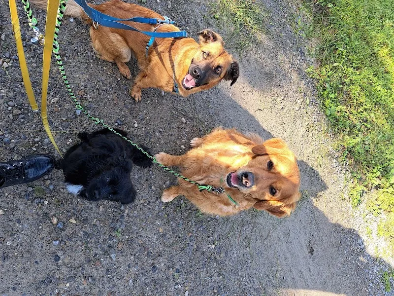 WalkwithFriends — Katzenpension, Oberuzwil, St. Gallen. Foto 3