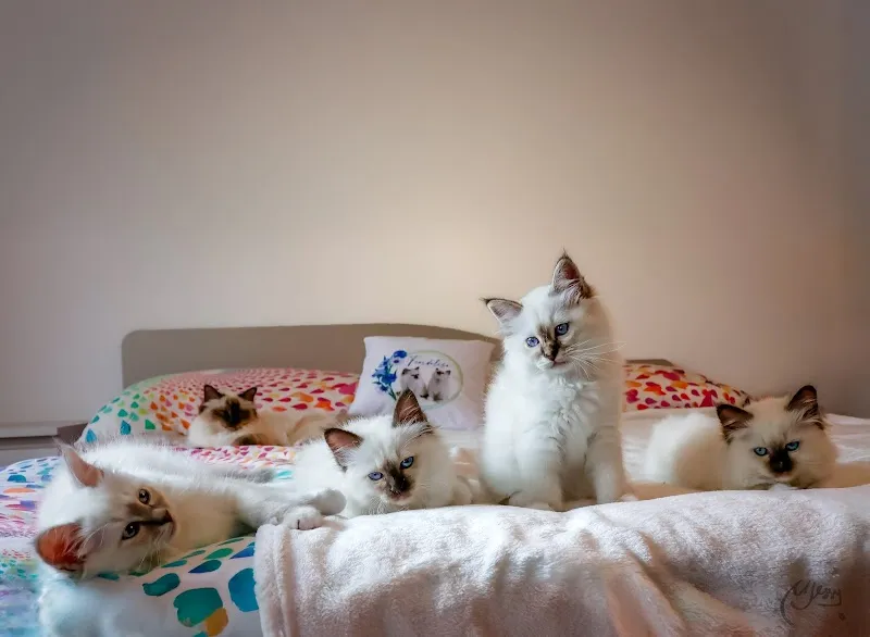 Allevamento Fiordaliso — Katzenpension in Lugano, Tessin. Bewertung 5.0/5.