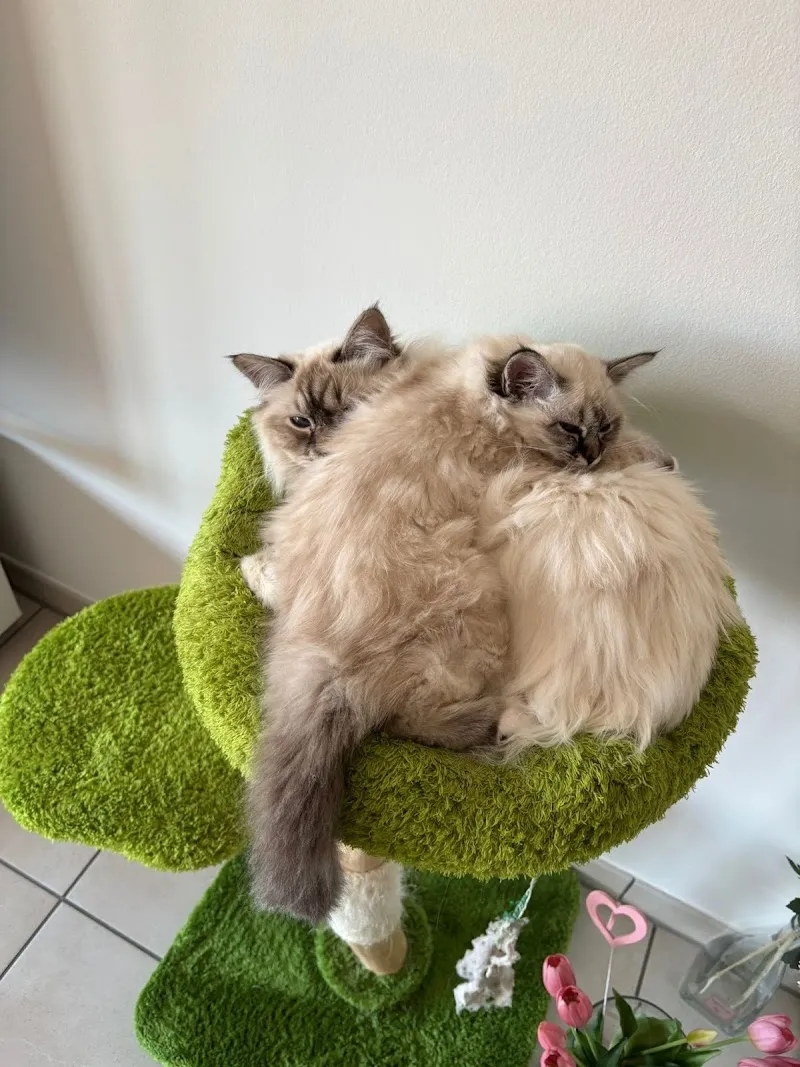 Allevamento Fiordaliso — Katzenpension, Lugano, Tessin. Foto 2