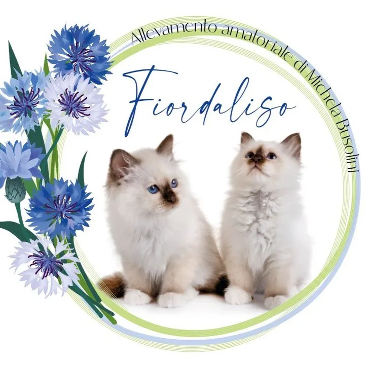 Allevamento Fiordaliso — Katzenpension, Lugano, Tessin. Foto 3