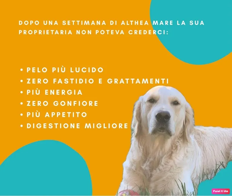 Allevamento del Rione Castello Sagl — Katzenpension in Piotta, Tessin. Bewertung 4.6/5.