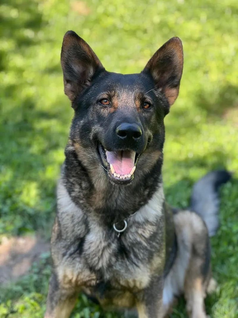 Allevamento del Rione Castello Sagl — Pension pour chats, Piotta, Tessin. Foto 2