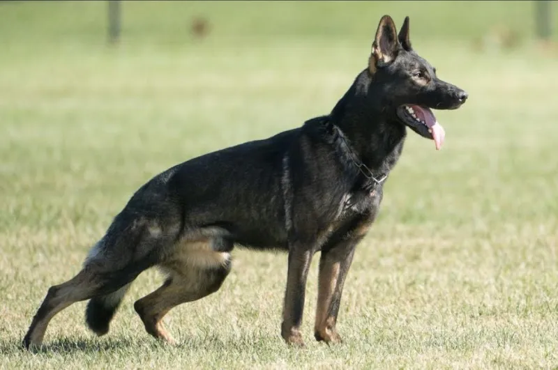 Allevamento del Rione Castello Sagl — Pension pour chats, Piotta, Tessin. Foto 3