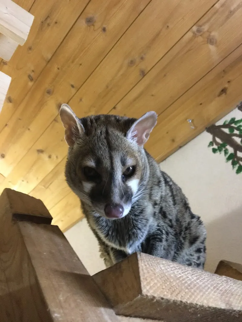 Associazione Casa Orizzonti — Pensione per gatti, Riviera, Ticino. Foto 3