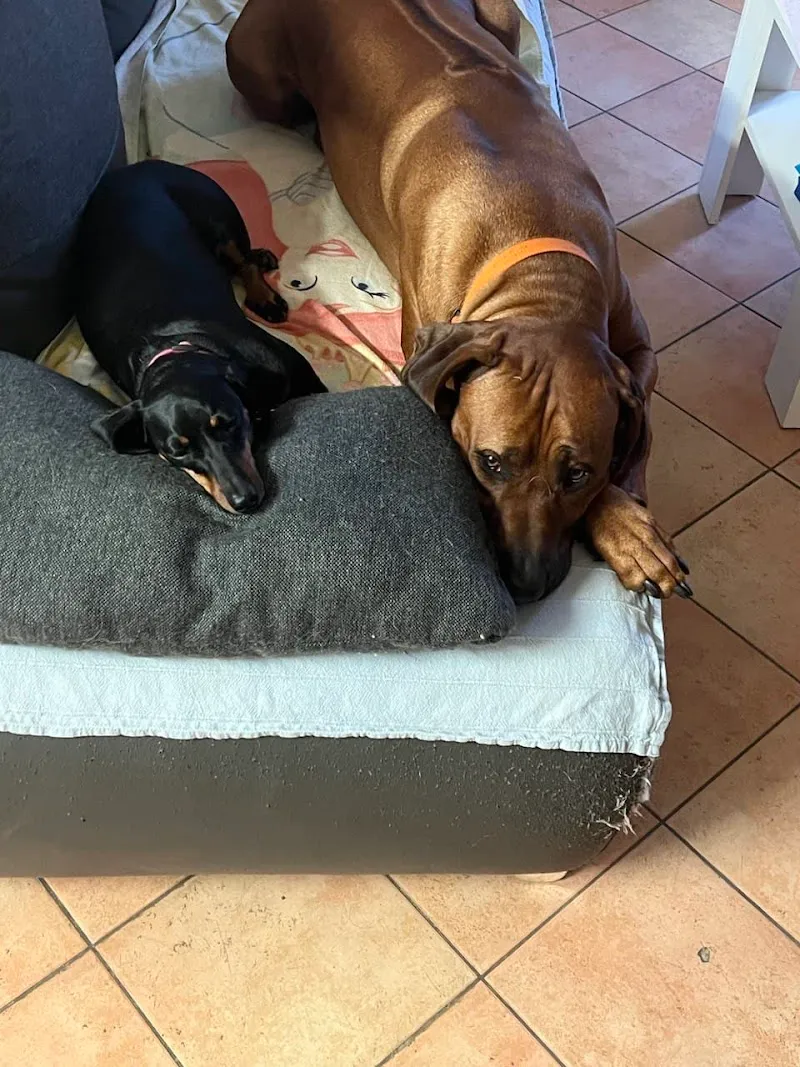 Benessere animale di Daniela Gentile Dipl.Federale Guardiana di animali — Katzenpension, Sant'Antonino, Tessin. Foto 2