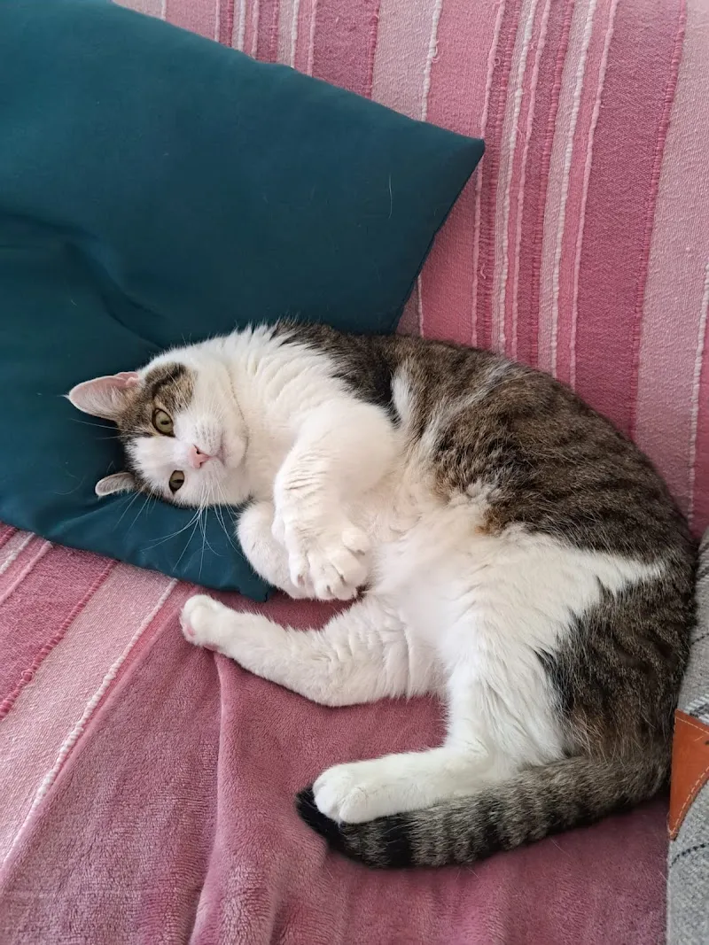 Canile Taverne — Katzenpension, Taverne, Tessin. Foto 2